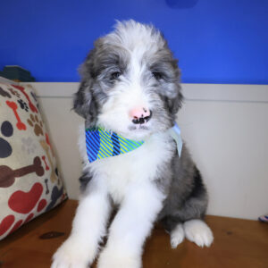 Bentley Bernedoodle 01 Bentley Bernedoodle 01