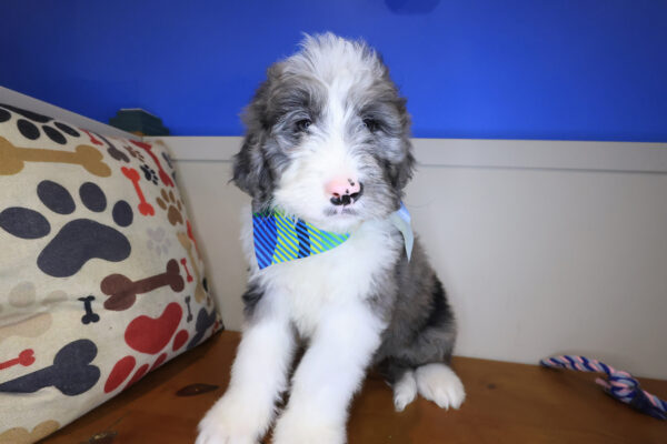 Bentley Bernedoodle 01