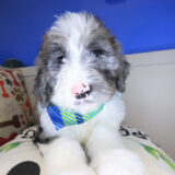 Bentley Bernedoodle 02