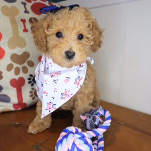 Bibi Poodle 01 Bibi Poodle 01