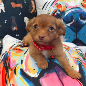 Bill Chihuahua 01 Bill Chihuahua 01