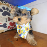 Billy Yorkshire Terrier 03