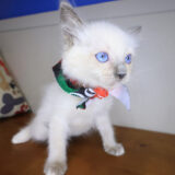Binky Ragdoll 04