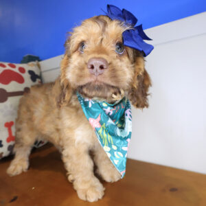 Bird Cockapoo 01 Bird Cockapoo 01