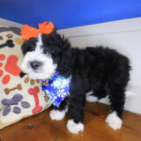 Bloom Bernedoodle 01