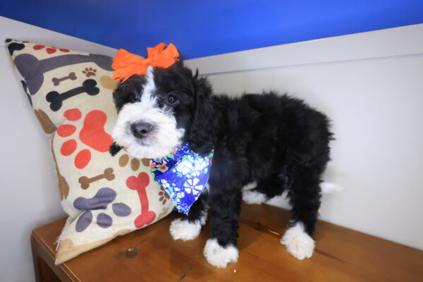 Bloom Bernedoodle 01