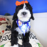 Bloom Bernedoodle 02