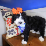 Bloom Bernedoodle 03