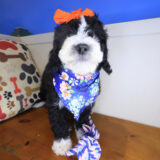 Bloom Bernedoodle 04