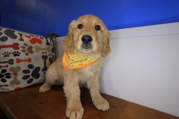 Blue Golden Retriever 01