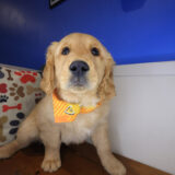 Blue Golden Retriever 03