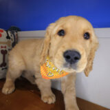 Blue Golden Retriever 04