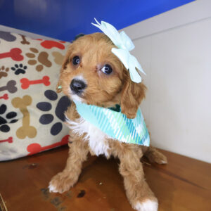 Bluebell Cavapoo 01 Bluebell Cavapoo 01