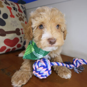 Boo Havapoo 01 Boo Havapoo 01