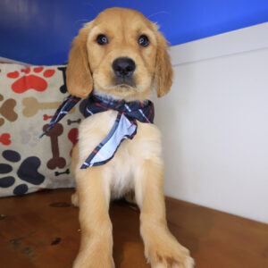 Borat Golden Retriever 01 Borat Golden Retriever 01