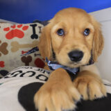 Borat Golden Retriever 03