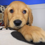 Borat Golden Retriever 04