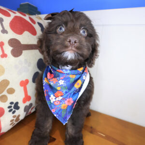 Breezy Cockapoo 01 Breezy Cockapoo 01