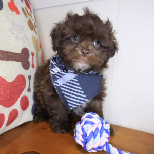 Brody Shihpoo 01 Brody Shihpoo 01