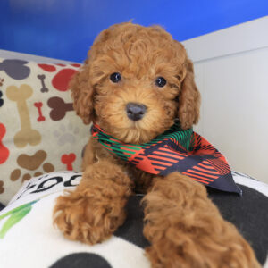 Bruno Poodle 01 Bruno Poodle 01