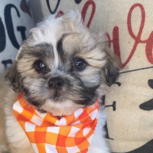 Calluna Teddy Bear 01 Calluna Teddy Bear 01