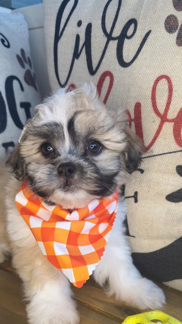 Calluna Teddy Bear 01