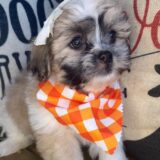 Calluna Teddy Bear 02