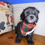 Cardi Goldendoodle 01