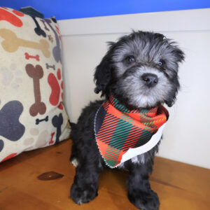 Cardi Goldendoodle 01 Cardi Goldendoodle 01