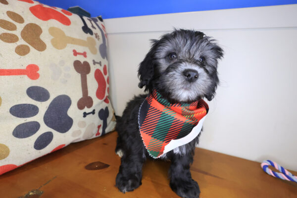 Cardi Goldendoodle 01