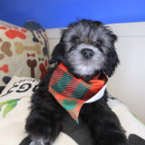 Cardi Goldendoodle 02