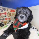 Cardi Goldendoodle 04