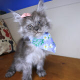 Charlotte Maine Coon 01