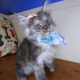 Charlotte Maine Coon 03