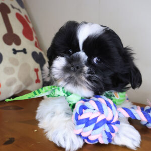 Chaser Shih Tzu 01 Chaser Shih Tzu 01