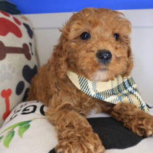 Churro Cockapoo 01 Churro Cockapoo 01