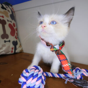 Cinnamon Ragdoll 01 Cinnamon Ragdoll 01