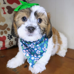 Comity Teddy Bear 01 Comity Teddy Bear 01