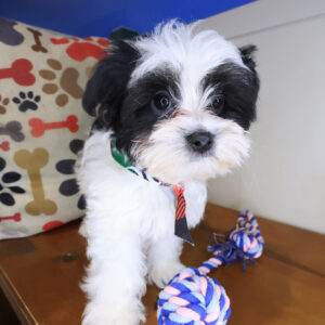 Cooper Shorkie 01 Cooper Shorkie 01