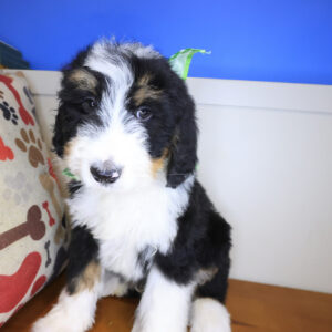 Cosmo Bernedoodle 01 Cosmo Bernedoodle 01