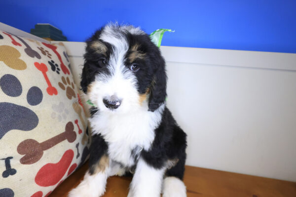 Cosmo Bernedoodle 01