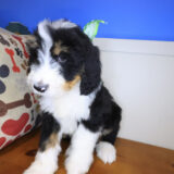 Cosmo Bernedoodle 03