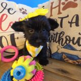 Crystal Yorkiepoo 02