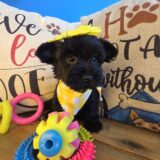 Crystal Yorkiepoo 04