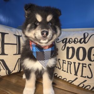 Dalia Pomsky 01 Dalia Pomsky 01