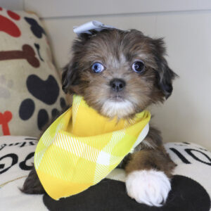 Daphne Shihpoo 01 Daphne Shihpoo 01