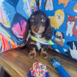 Dempsey Dachshund 01 Dempsey Dachshund 01