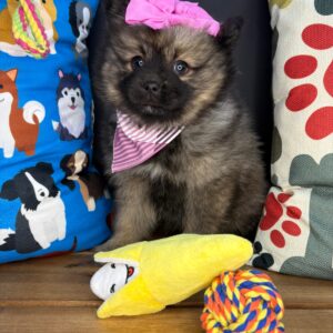 Dewdrop Pomsky 01 Dewdrop Pomsky 01