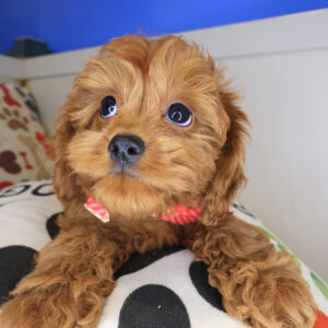 Dharma Cavapoo 01 Dharma Cavapoo 01