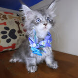 Diana Maine Coon 03